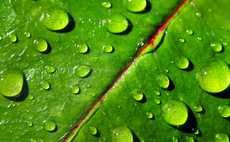 leaf-rain-droplets