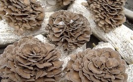 maitake-mushroom maitake-mushroom