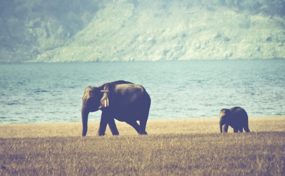 elephant-walking-india