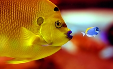 fish-big-small-color