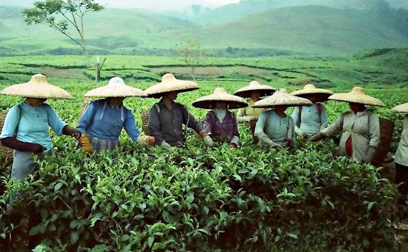 indonesia-women-gathering-tea-leaves-at-a-plantation-near-bandung-june-1988