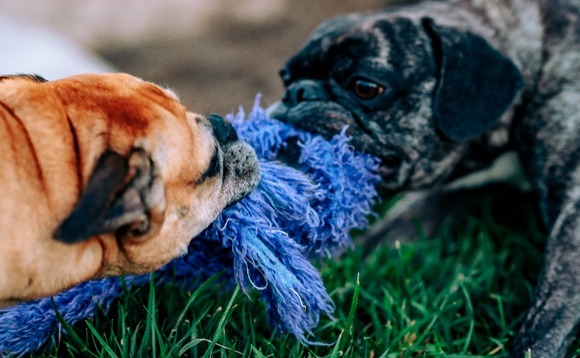 contest-battle-compete-tug-war contest-battle-compete-tug-war