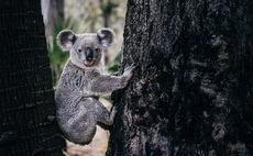 koala