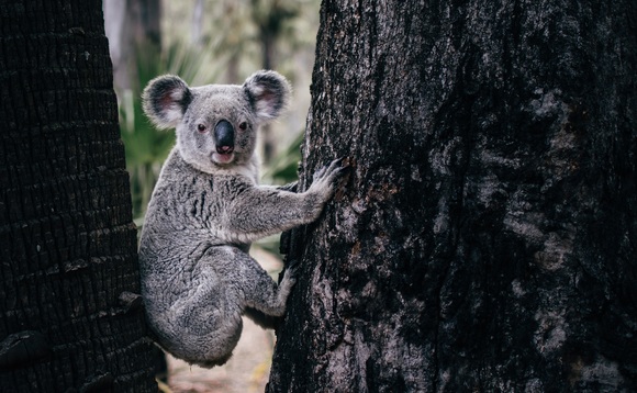 koala koala