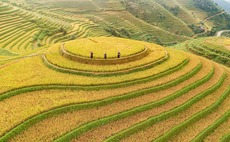 agriculture-farming-rice