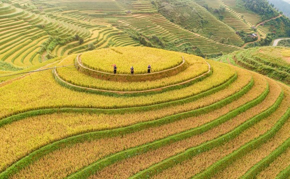agriculture-farming-rice