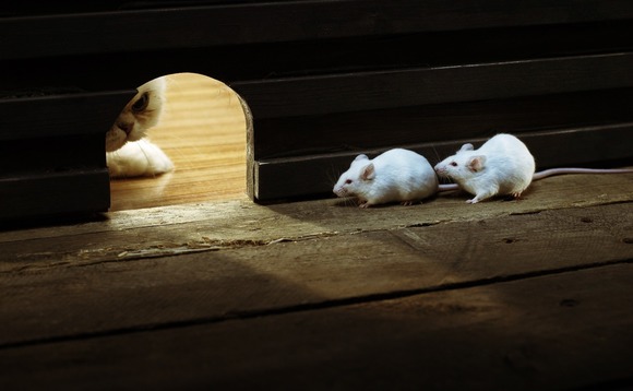 mice-pests mice-pests