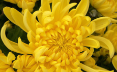 chrysanthemum-flower-yellow