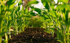 agriculture-crop-plant