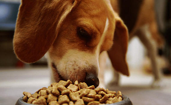 dog-food-pet-eating