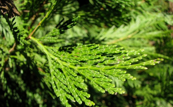 evergreen-tree-cedar