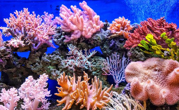 coral coral