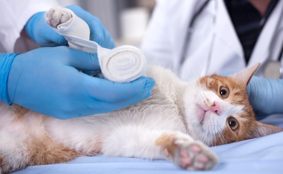 veterinary-clinic-pet