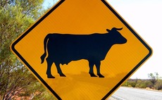 cattle-australia-sign-beef