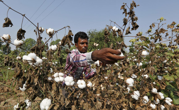 india-cotton-farmer