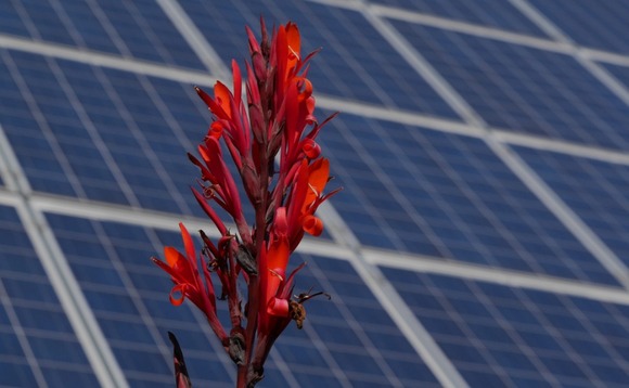 solar-cells-plant-red