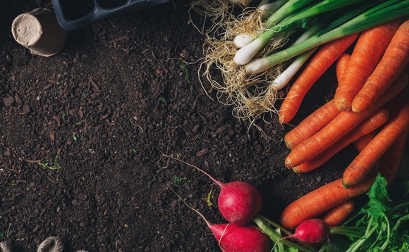agriculture-farming-produce-vegetables agriculture-farming-produce-vegetables