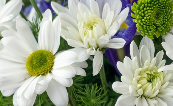 chrysanthemum chrysanthemum