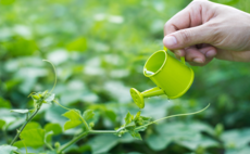 water-plant-small-garden