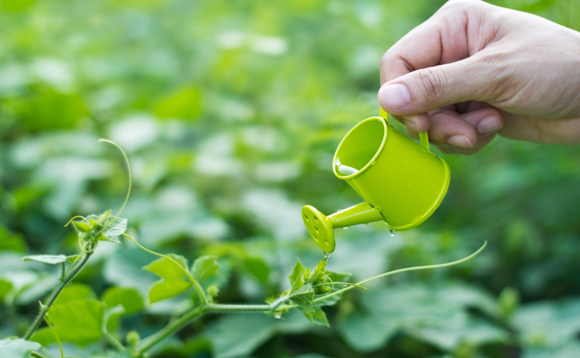water-plant-small-garden water-plant-small-garden