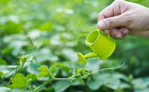 water-plant-small-garden