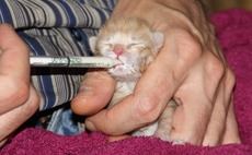 kitten-animal-medicine-healthcare