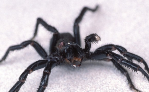funnel-web-spider funnel-web-spider