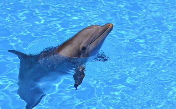 dolphin