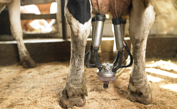 cow-dairy-china-milk cow-dairy-china-milk