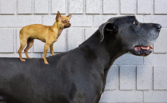 big-small-dog big-small-dog