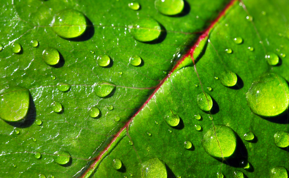 leaf-rain-droplets leaf-rain-droplets