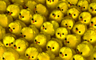 many-chicks-13014332