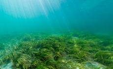 seagrass-seaweed