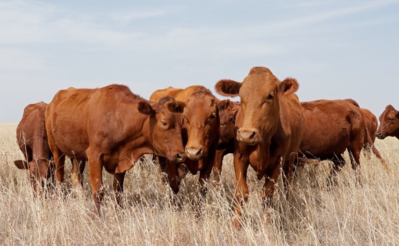 cattle-ranch