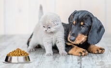 pet-food-dog-cat