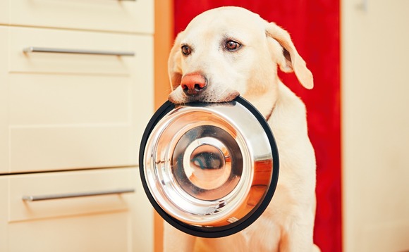 pet-food-dog-02 pet-food-dog-02