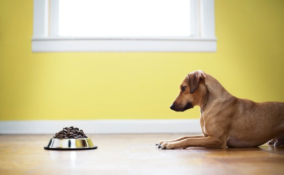 pet-food-dog-03 pet-food-dog-03
