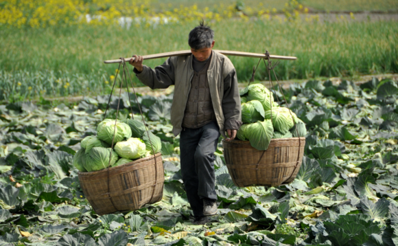 pengzhou-china-farmer-carrying-cabbages pengzhou-china-farmer-carrying-cabbages