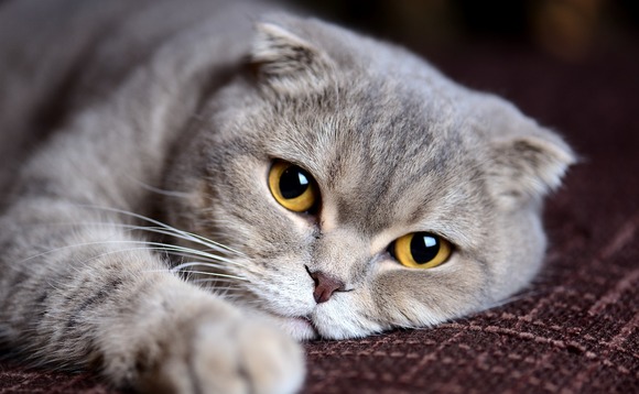 cat-pet cat-pet