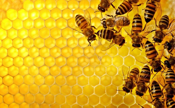 bees-honey bees-honey