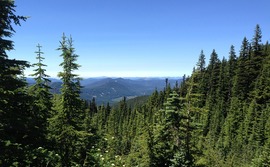forest forest