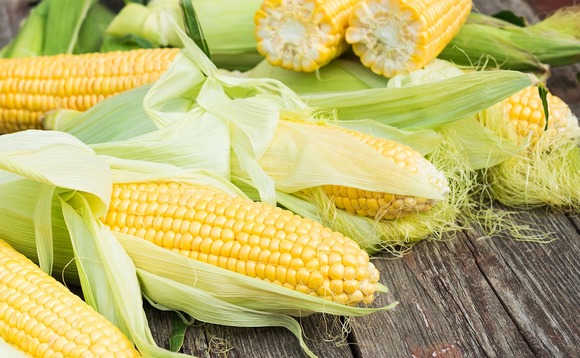 corn corn