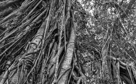 banyan-tree banyan-tree