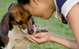 dog-feed-woman-pet-food dog-feed-woman-pet-food