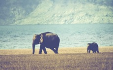 elephant-walking-india