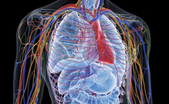 heart-body heart-body