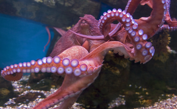 octopus-korea-chaebol octopus-korea-chaebol