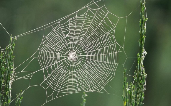 spiderweb-spider-web