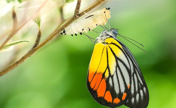 butterfly-cocoon butterfly-cocoon
