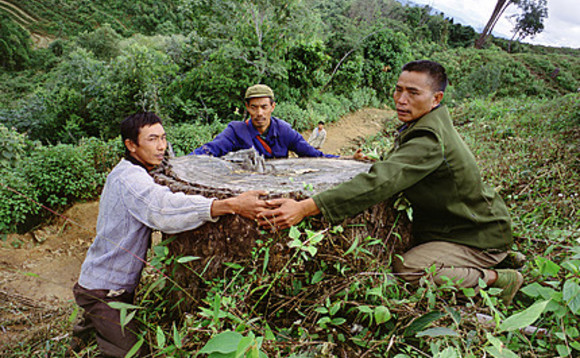 china-forest